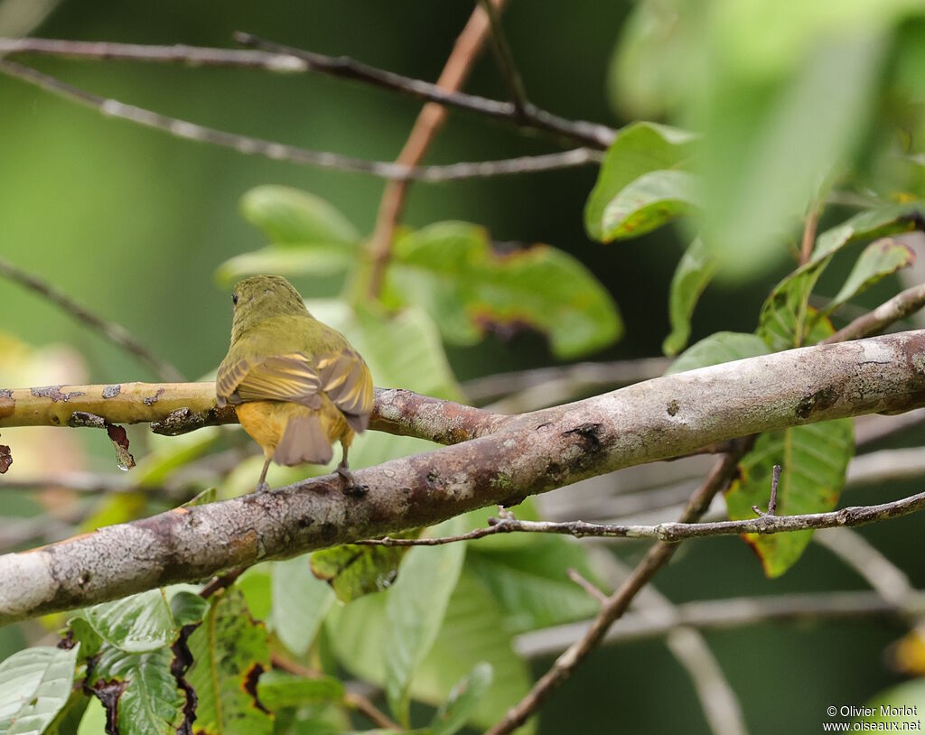 Pipromorphe roussâtre