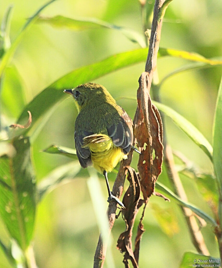 Ochre-lored Flatbill