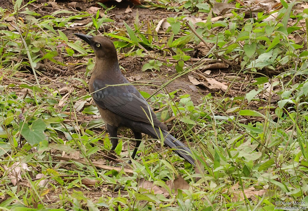 Great-tailed Grackle female