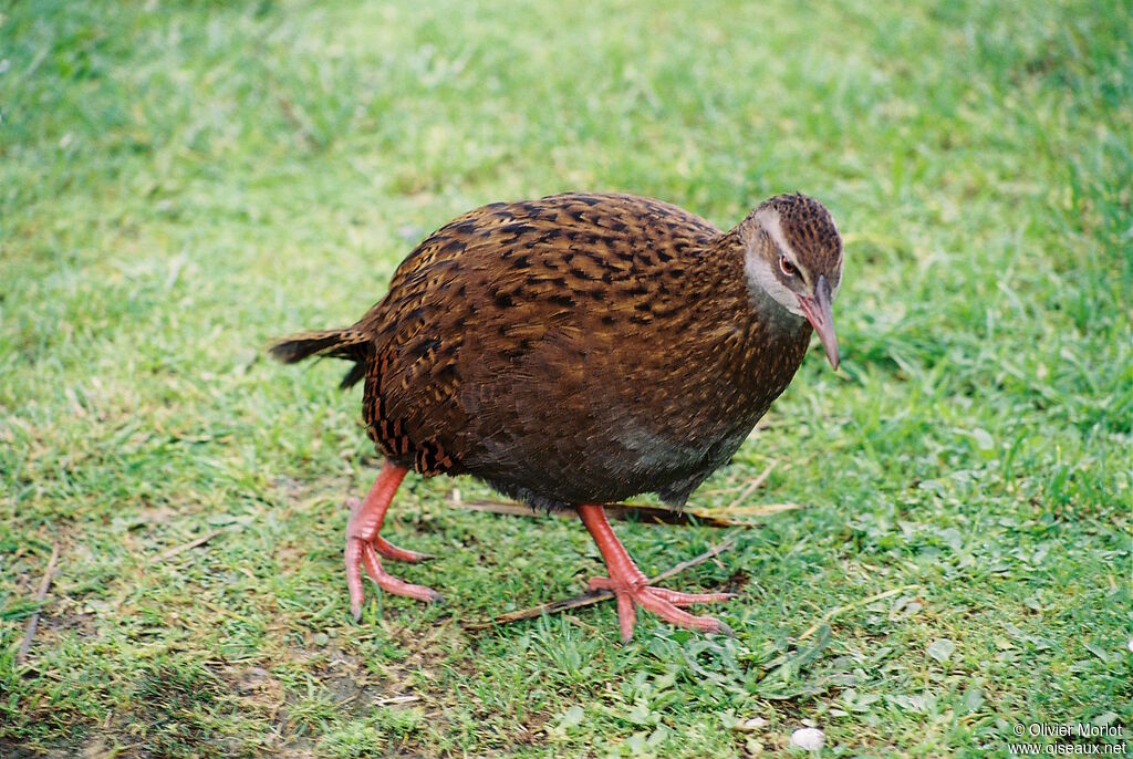 Weka