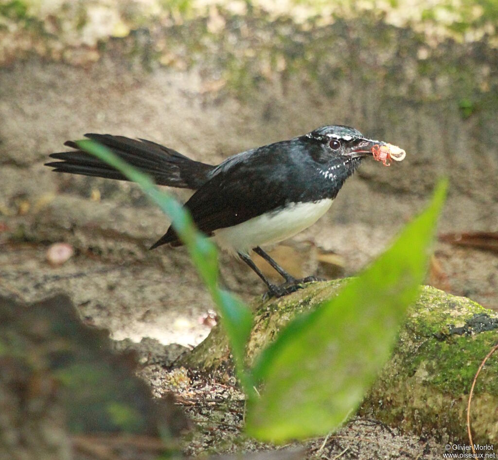 Rhipidure hochequeue