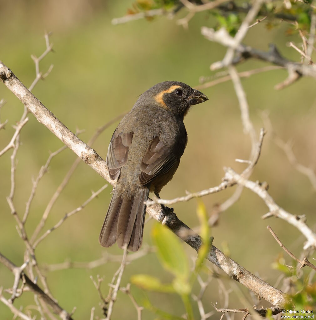 Golden-billed Saltator