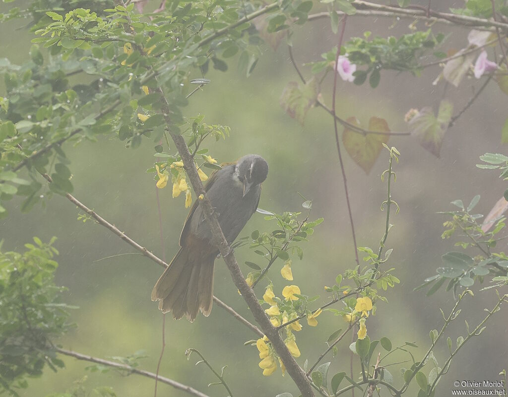 Black-headed Saltator