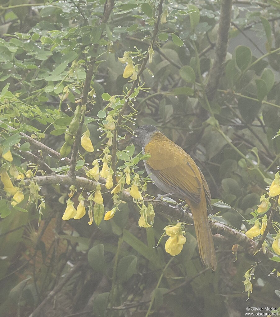 Black-headed Saltator