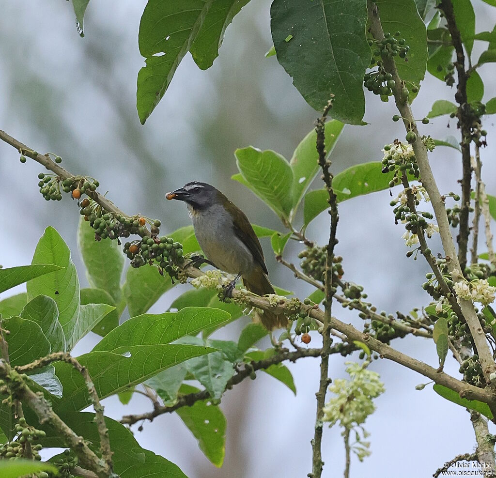 Buff-throated Saltator