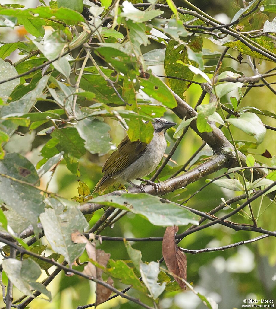 Buff-throated Saltator
