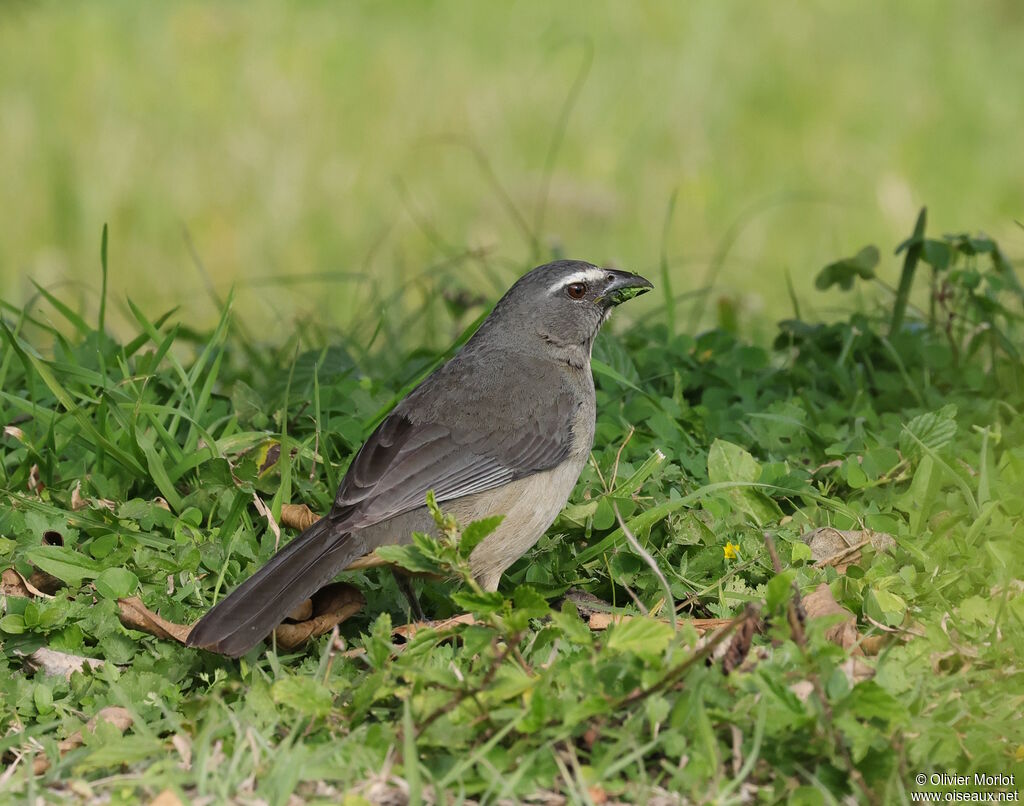 Saltator gris