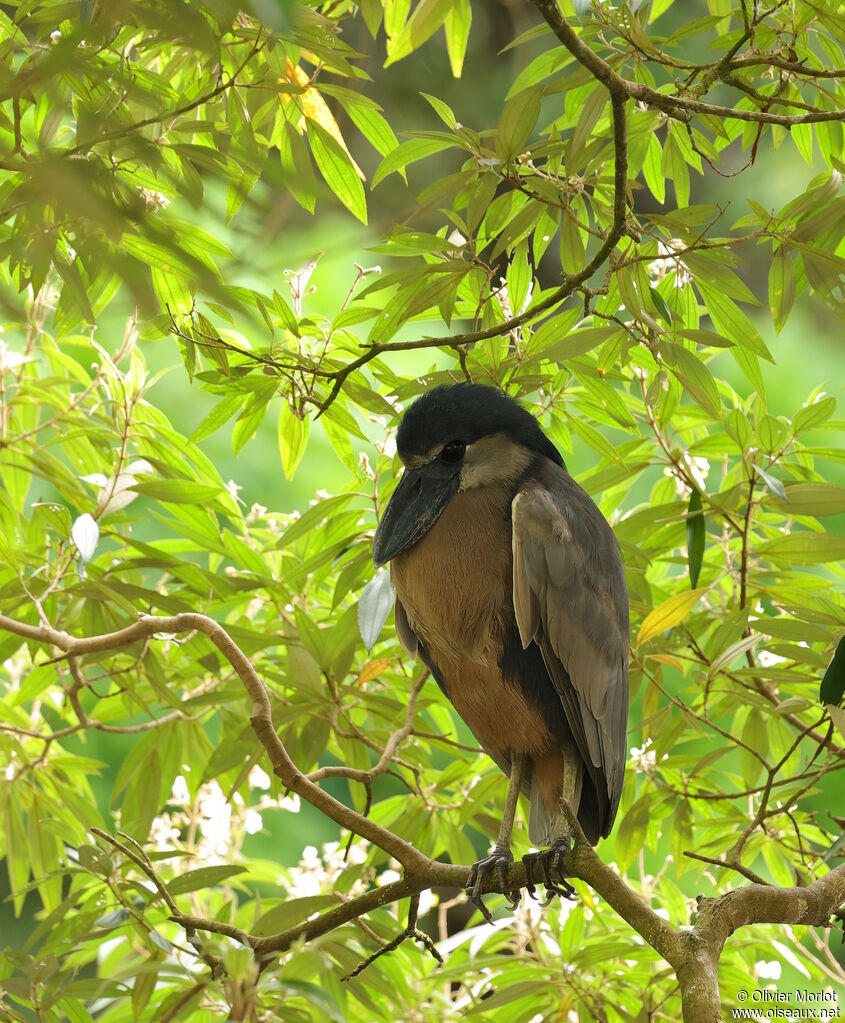 Boat-billed Heron