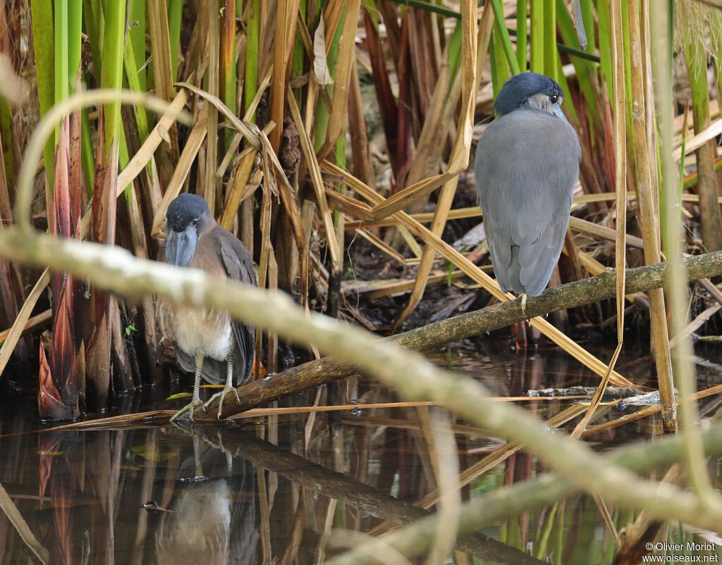 Boat-billed Heron