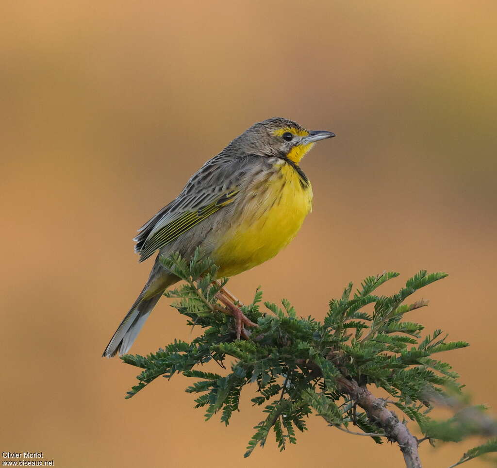 Yellow-throated Longclaw female adult, identification
