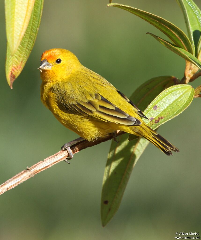 Saffron Finch male