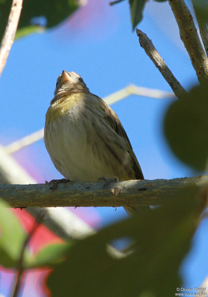 Saffron Finch female immature