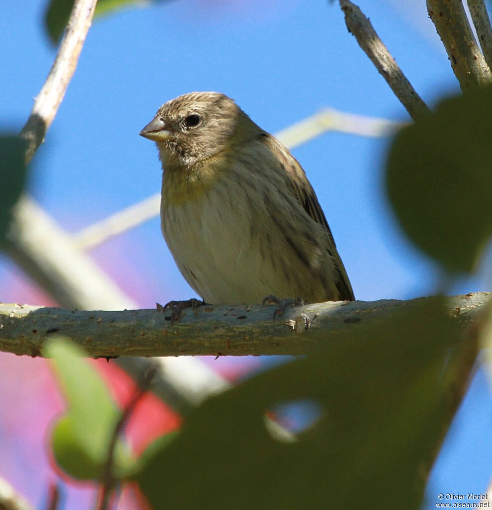 Saffron Finch female immature