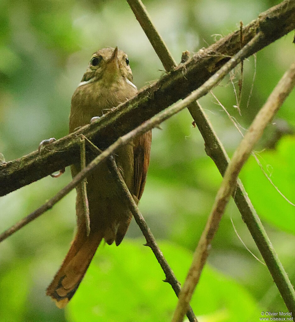 Atlantic Plain Xenops