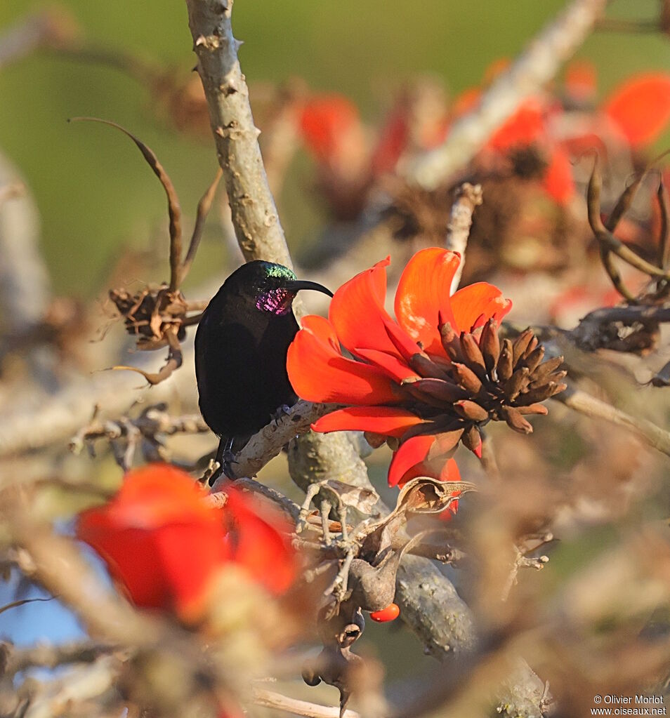 Amethyst Sunbird male