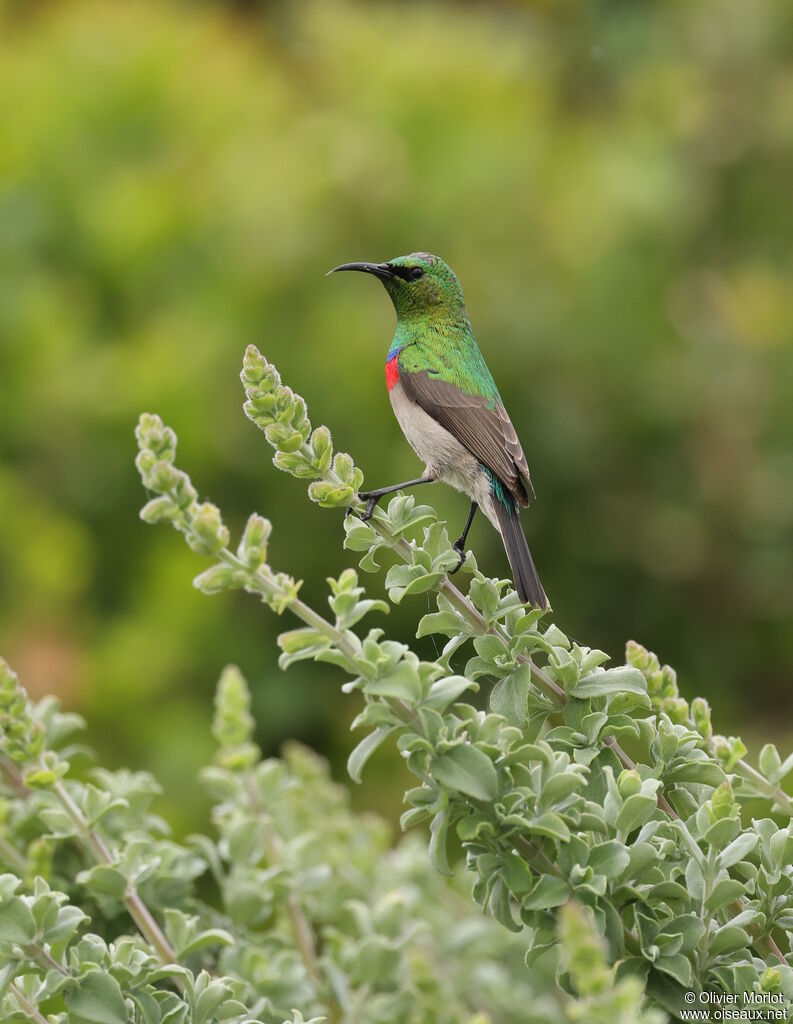 Southern Double-collared Sunbird male