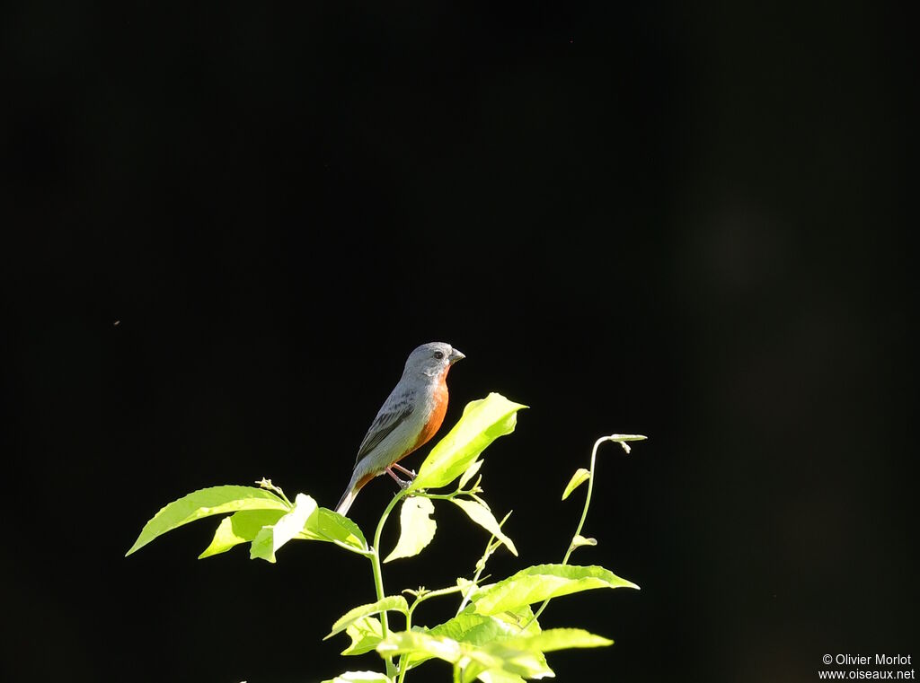 Sporophile à ventre châtain