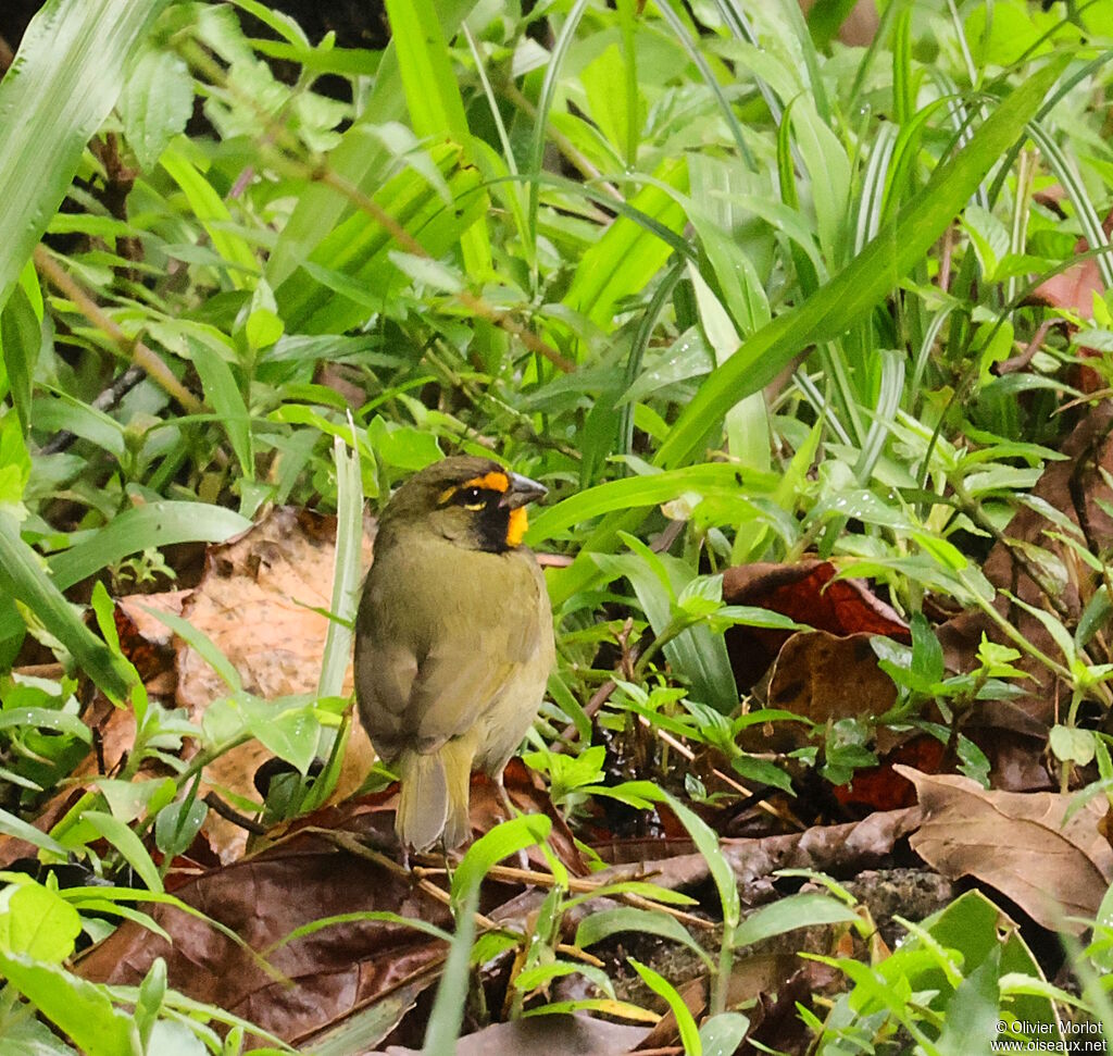 Yellow-faced Grassquit