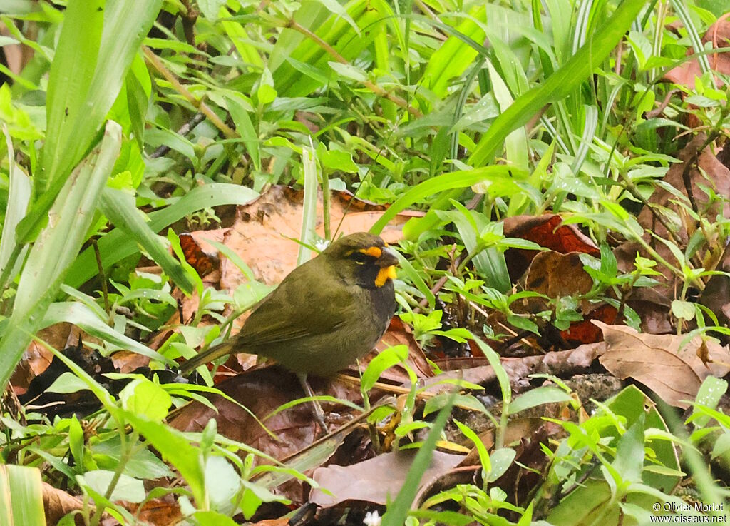 Yellow-faced Grassquit