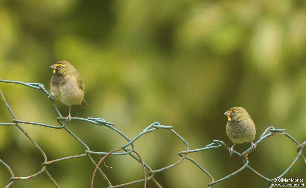 Sporophile grand-chanteur - Tiaris grand-chanteur<br />