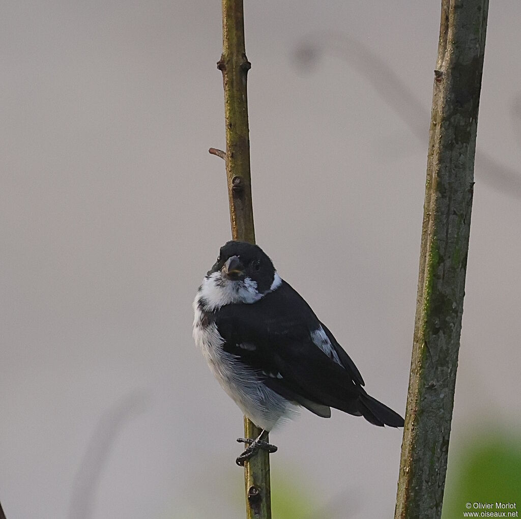 Black-and-white Seedeater