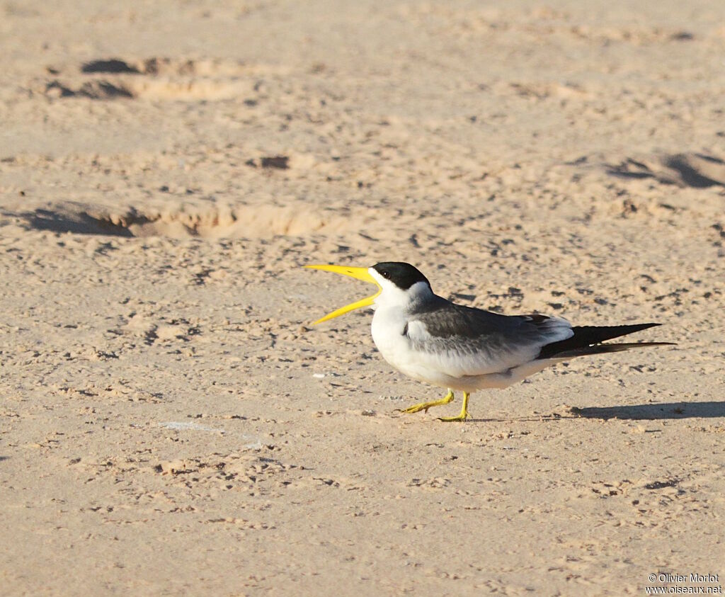 Large-billed Tern
