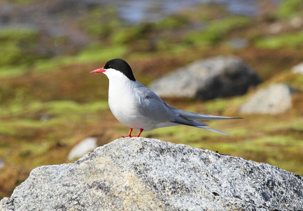 Sterne arctique