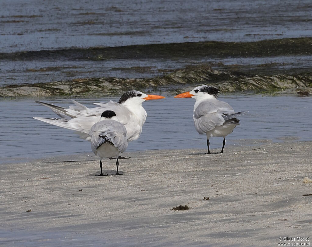 Royal Tern