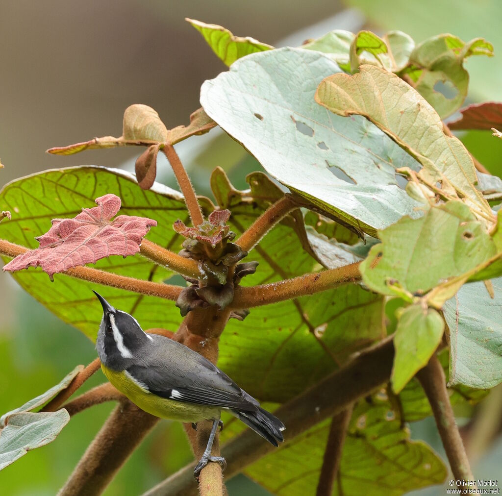 Bananaquit