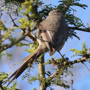 Synallaxe de la Plata