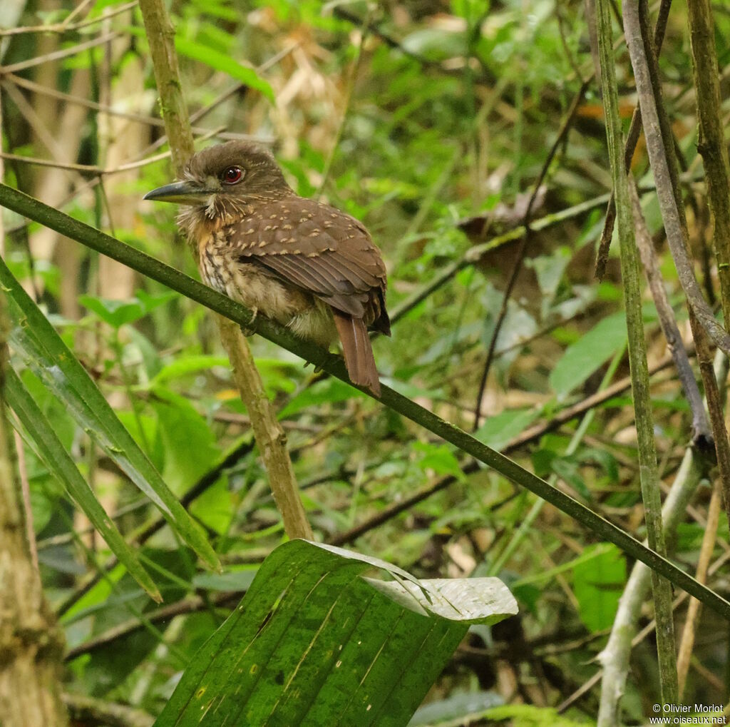 White-whiskered Puffbird