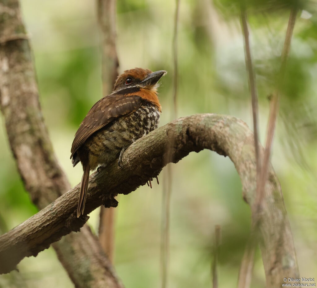 Spotted Puffbirdadult