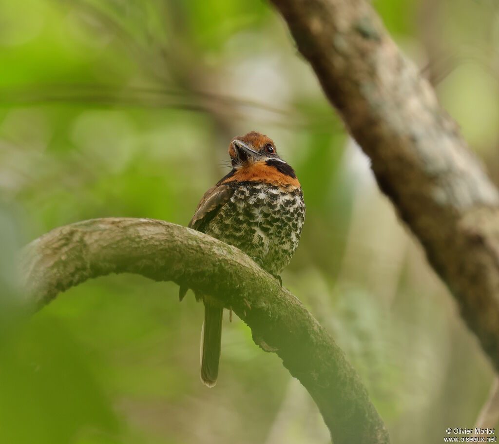 Spotted Puffbirdadult