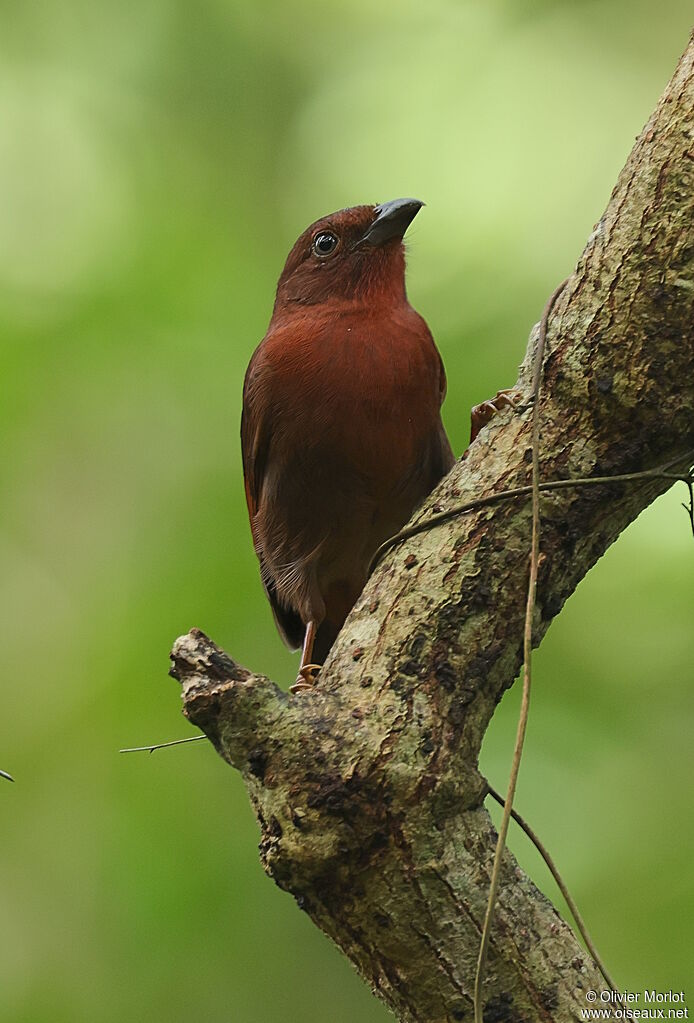 Red-crowned Ant Tanager male