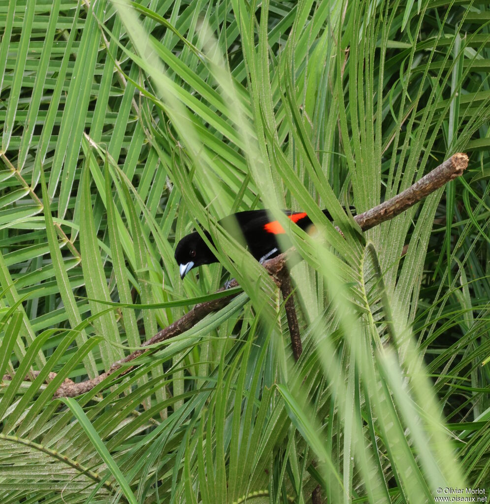 Tangara à croupion rouge