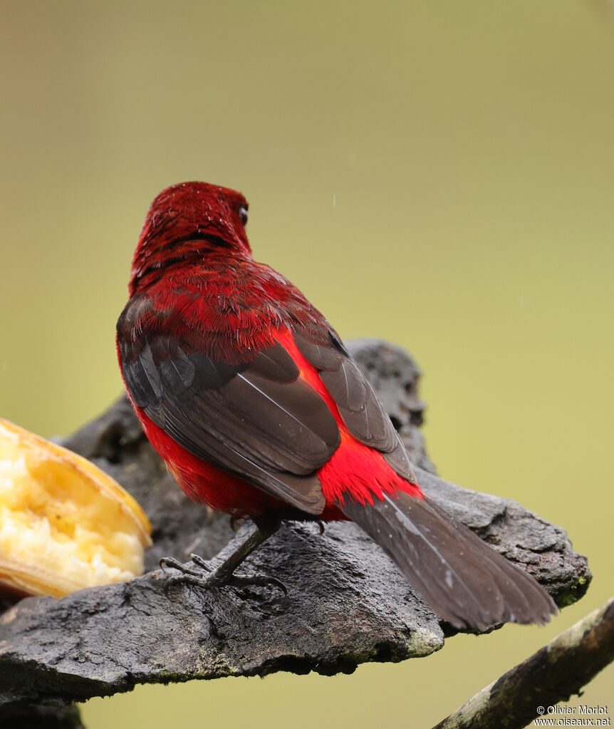 Tangara à dos rouge