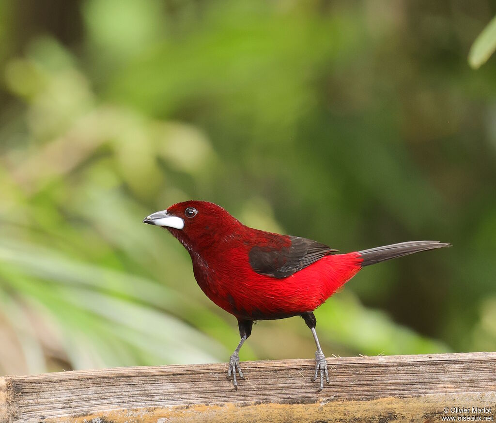 Crimson-backed Tanager