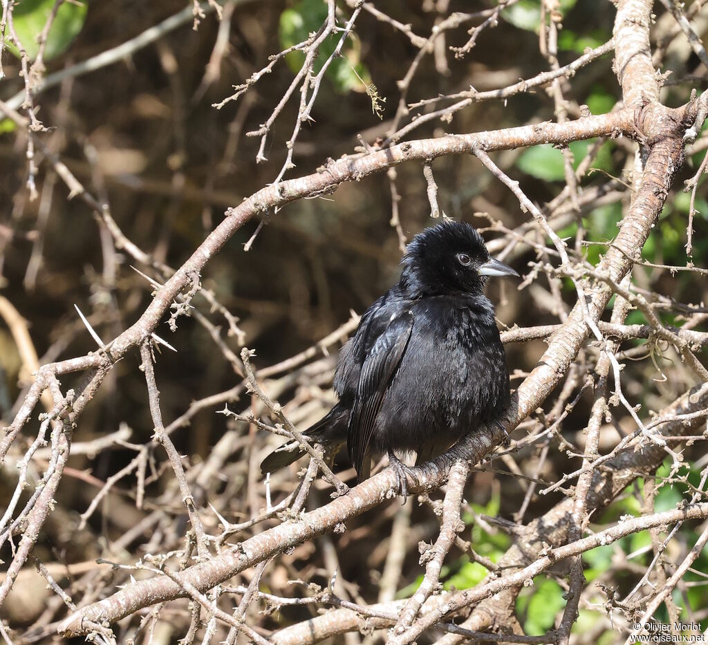 White-lined Tanager male