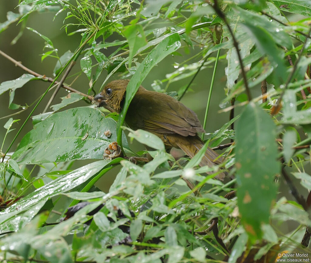 Tangara à gorge rouge femelle