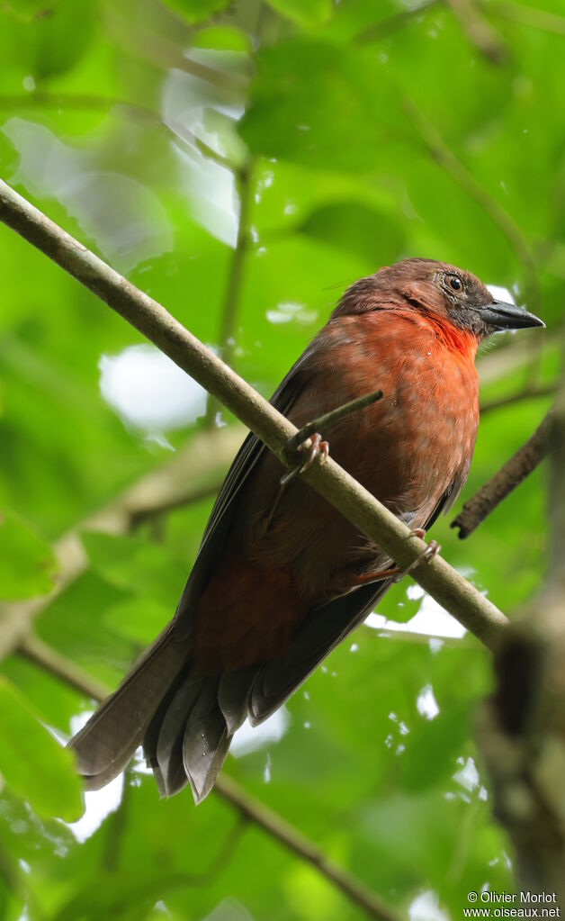 Tangara à gorge rouge mâle