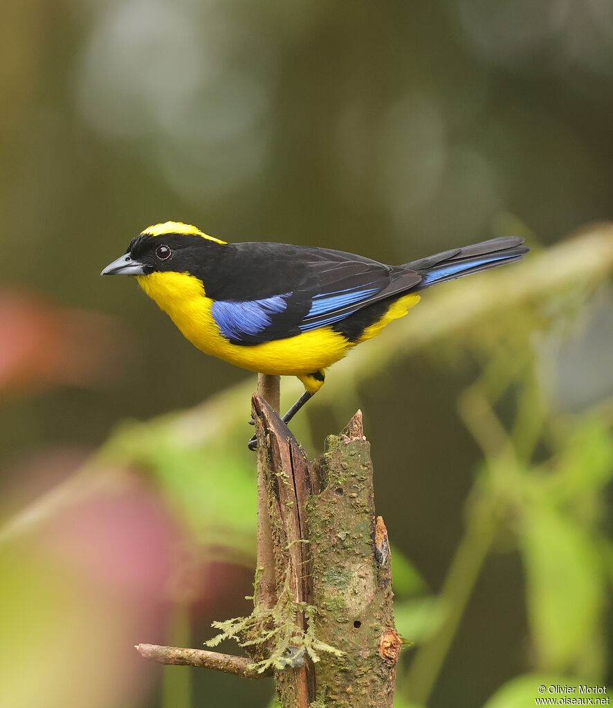 Tangara à nuque jaune