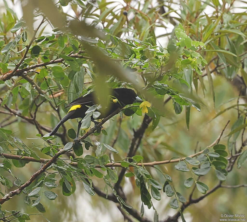 Flame-rumped Tanager