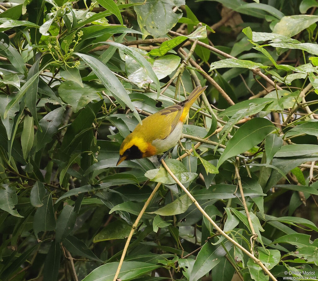 Tangara guira mâle