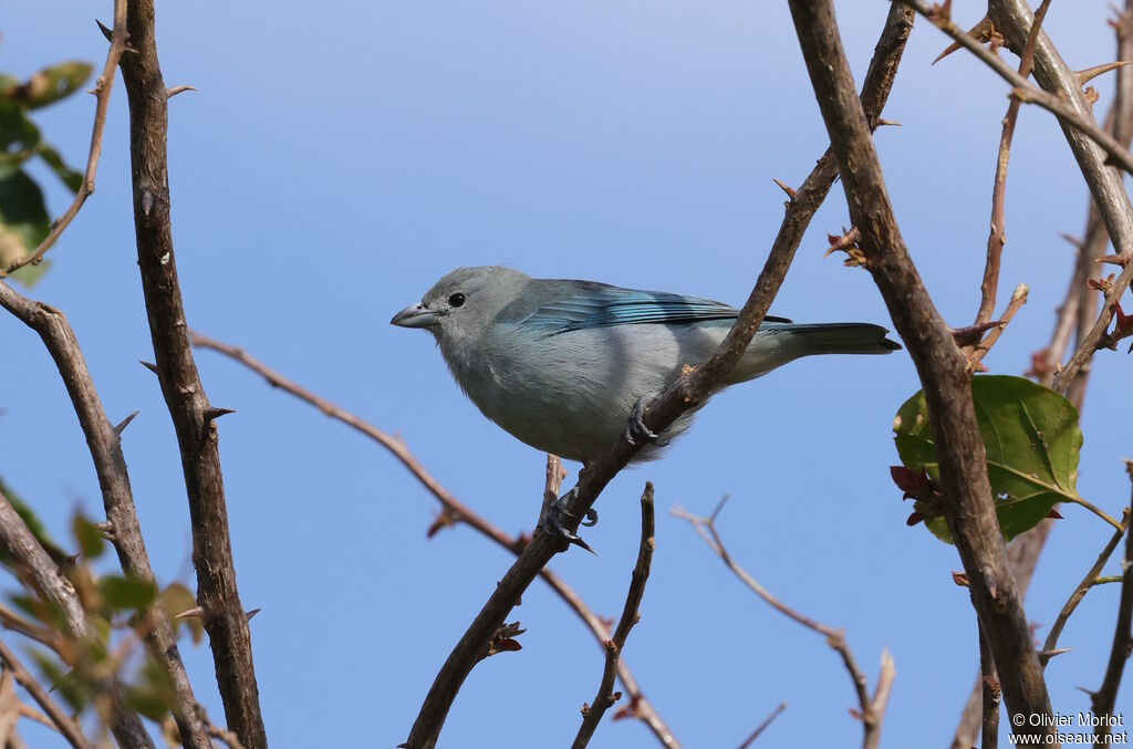 Sayaca Tanager