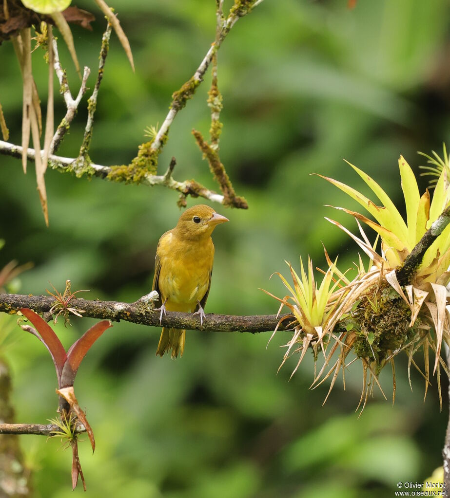 Tangara vermillon - Piranga vermillon<br /> femelle