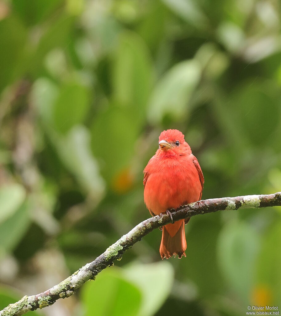 Tangara vermillon - Piranga vermillon<br /> mâle