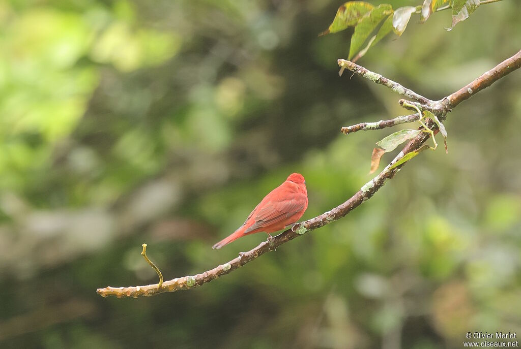 Tangara vermillon - Piranga vermillon<br /> mâle