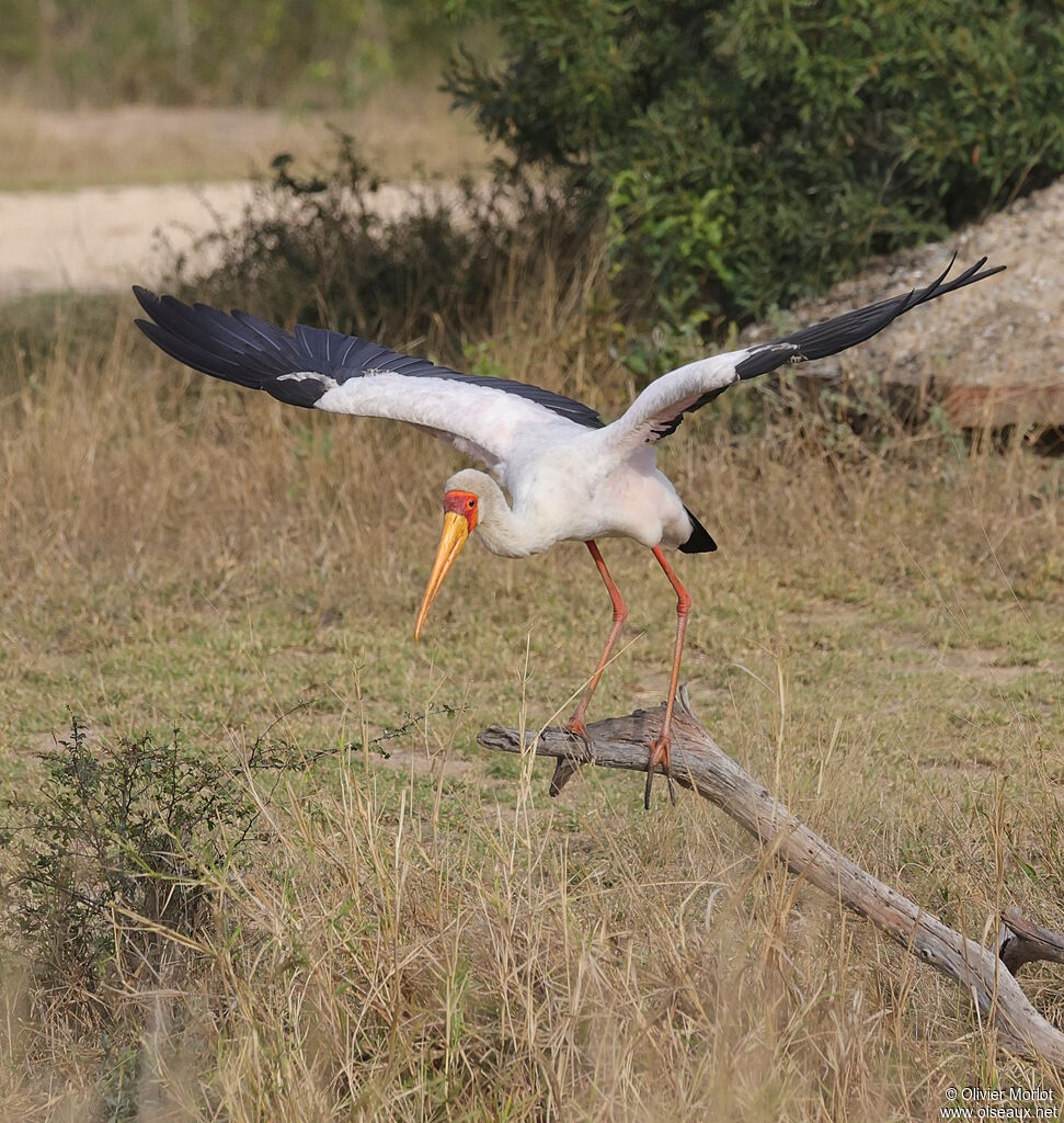 Tantale ibis
