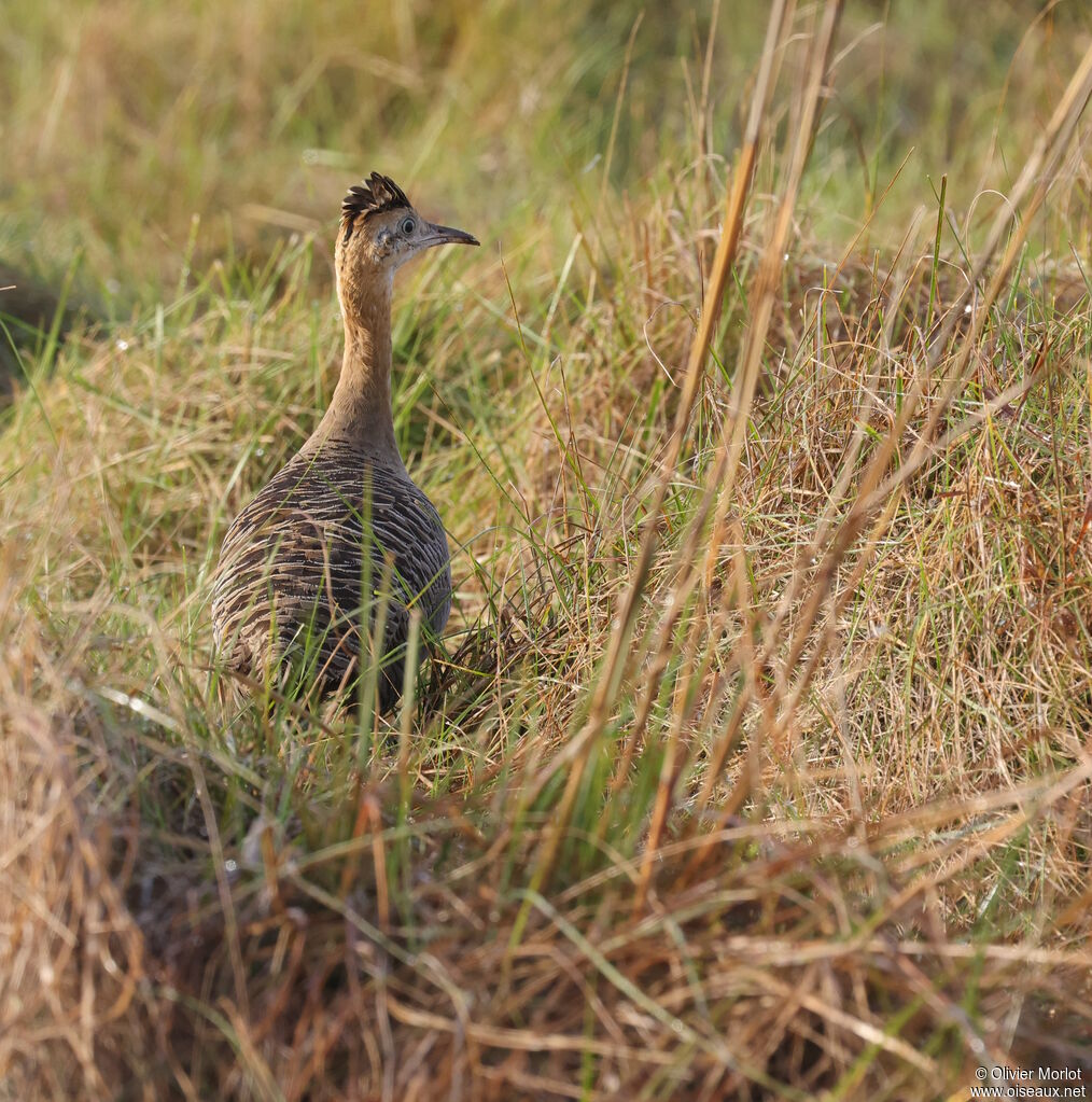 Tinamou isabelle