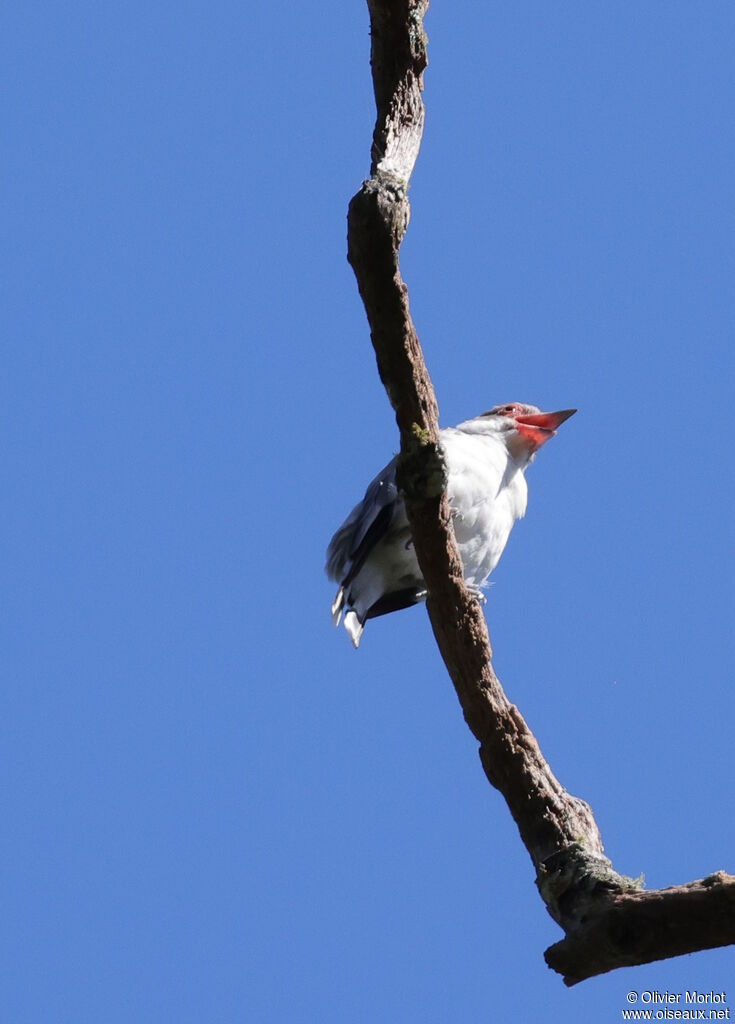 Masked Tityra